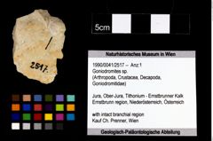 Foto (Objekt + Etikett) von Goniodromites sp.  (NHMW-GEO-1990-0041-2517)